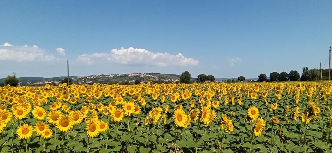 La Superba Ca' Zeneize Bed and Breakfast Foiano Della Chiana Esterno foto